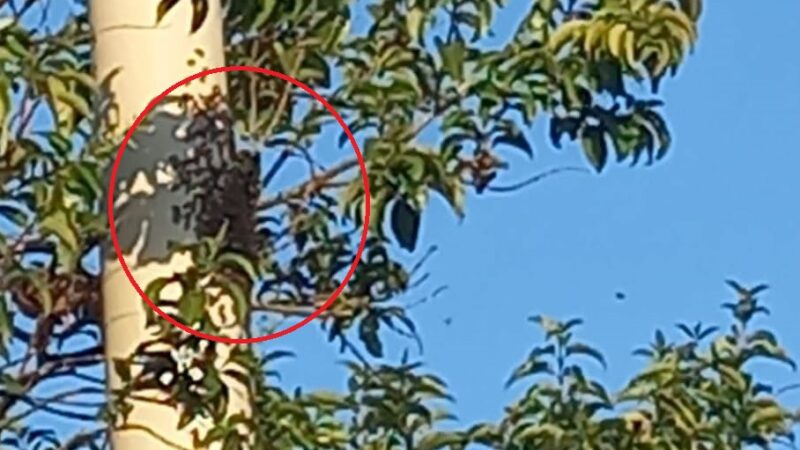 Un enjambre de abejas atacó a un hombre que permanece en terapia en Oberá