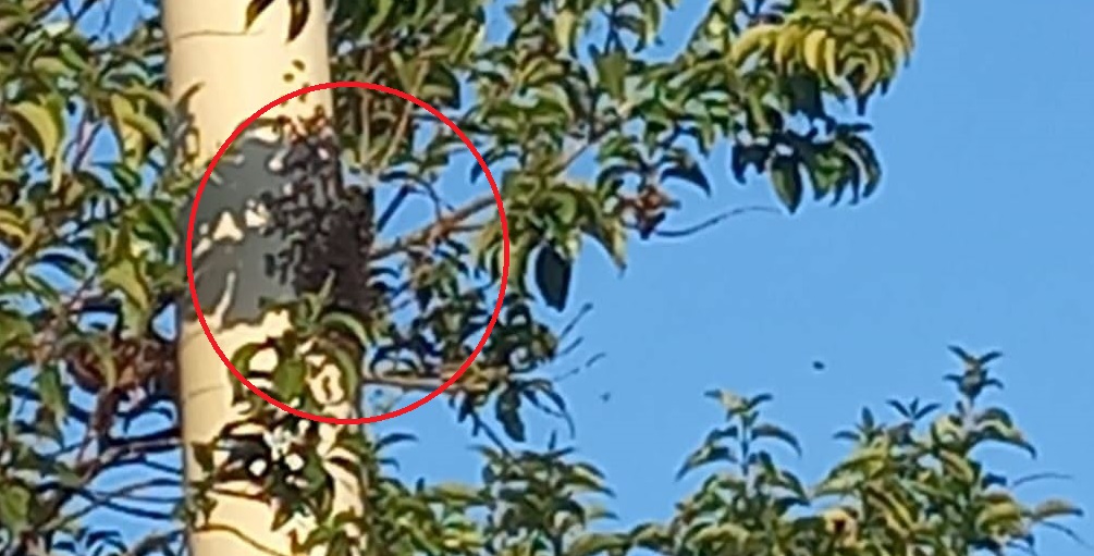 Un enjambre de abejas atacó a un hombre que permanece en terapia en Oberá