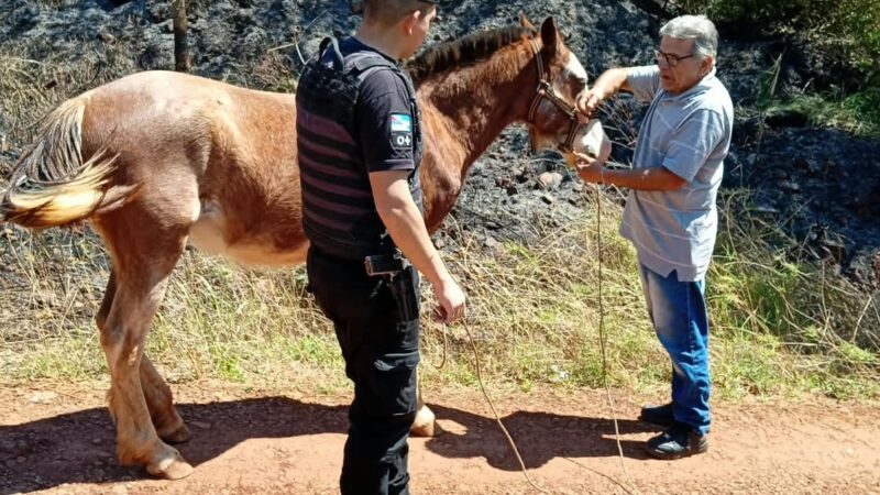 Dejó el caballo atado en la vereda y se lo robaron: la Policía lo recuperó más tarde