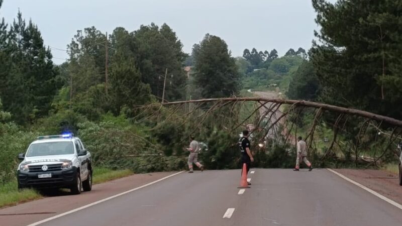 Talaron y retiraron dos pinos que estaban a punto de caer sobre ruta 14