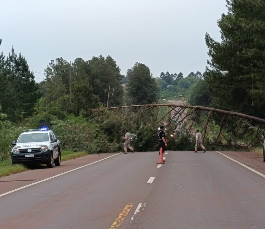 Talaron y retiraron dos pinos que estaban a punto de caer sobre ruta 14