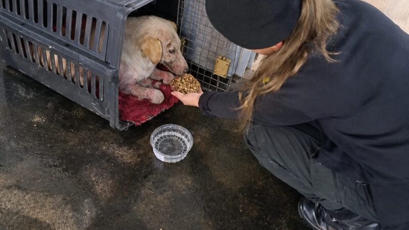 Policías rescataron a una perrita desnutrida y herida en medio del temporal
