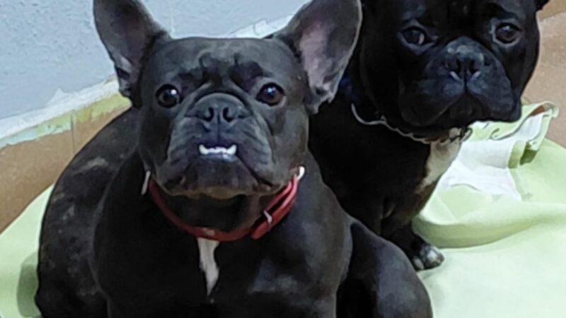 Dos perros entraron a un boliche de Oberá y buscan a sus dueños