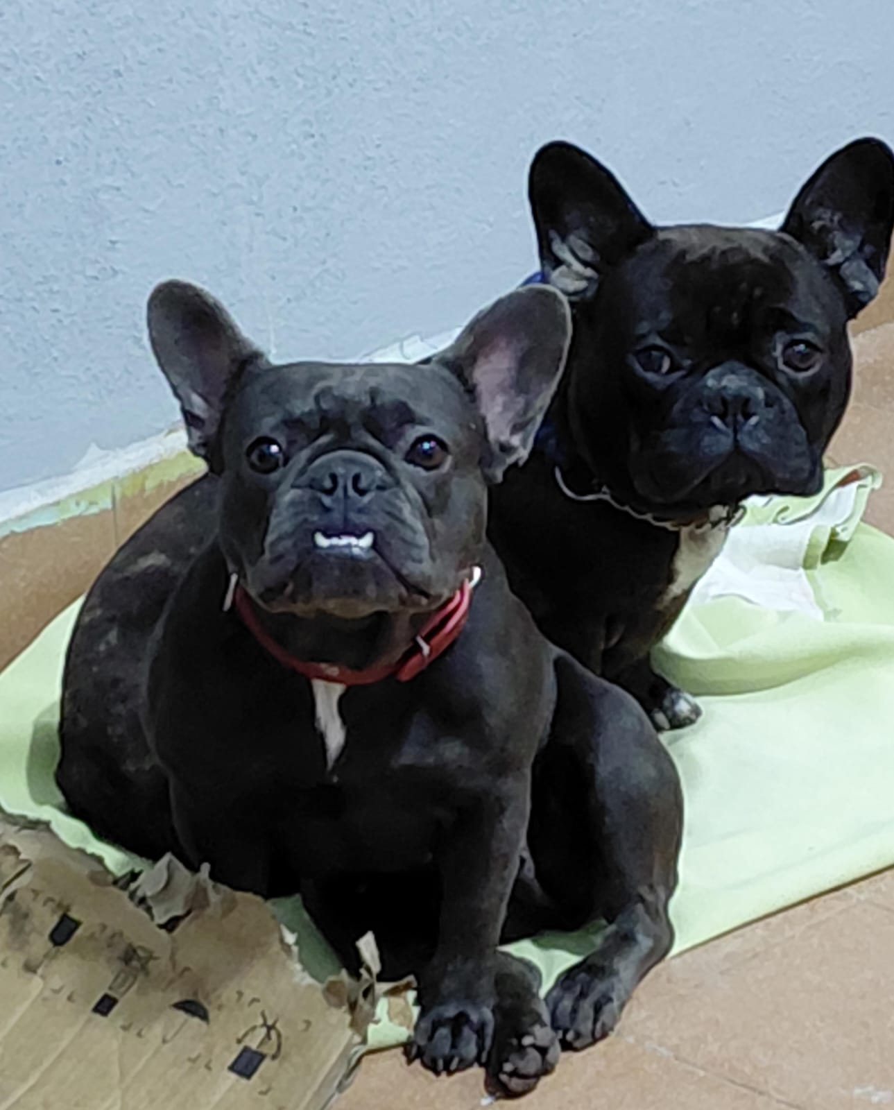 Dos perros entraron a un boliche de Oberá y buscan a sus dueños