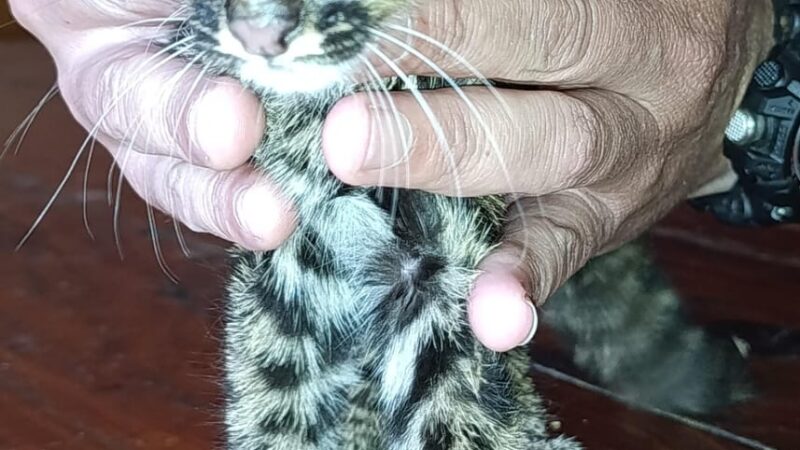Rescataron a un pequeño gato tirica que era atacado por perros