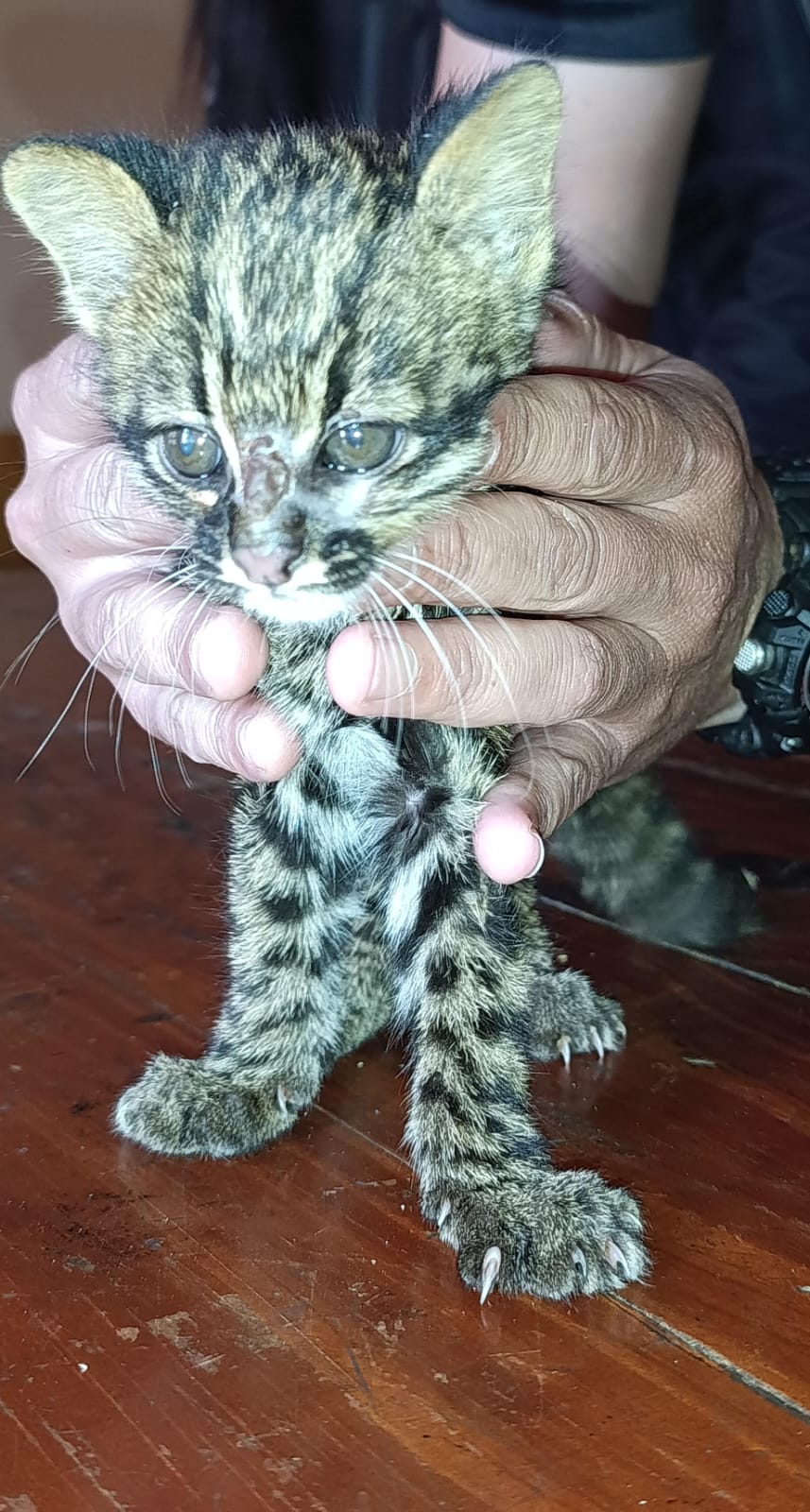 Rescataron a un pequeño gato tirica que era atacado por perros