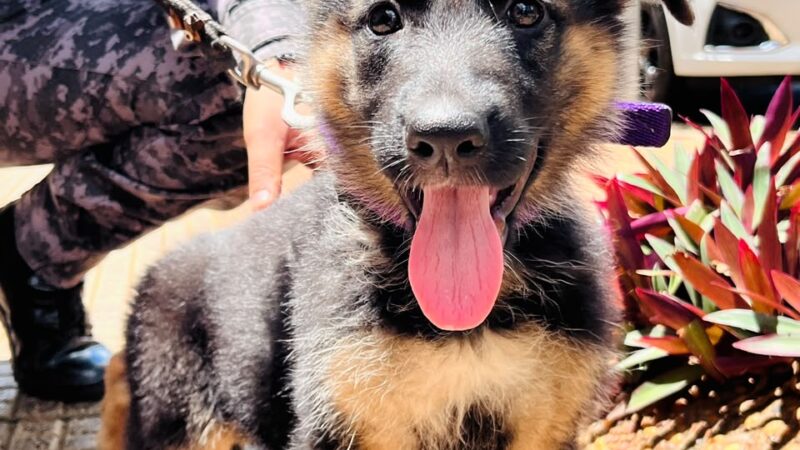 La Policía de Oberá prepara dos cachorros de pastor alemán para tareas de guardia y protección