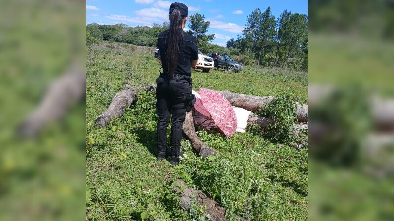 Un colono fue atropellado por un vacuno y falleció